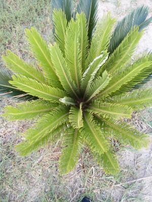 [The dark green fronds sticking outward from the base on the one side are longer than the new growth, but not by a lot. The new growth is much wider as nearly all of it has unfurled. There are still two new fronds with furls.]